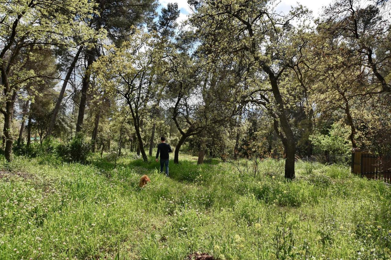 Zimmers At The Forest Amirim Dış mekan fotoğraf